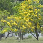 Kibrahacha Tree