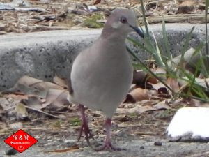 White tipped dove